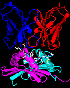 CoverT1D3-DQ8(CCP4).jpg A pathogenic T cell receptor (blue and red) fits snugly onto an MHCII molecule (pink and light blue) displaying an insulin fragment (white).